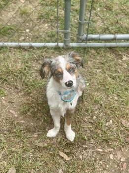 Patches -  Aussiedoodle Dog for Adoption in Kerrville, Texas - Patches | PetCurious