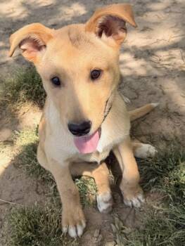 Australian Cattle Dog Blue Heeler Dogs Available for Adoption in Calera, Alabama - Trixie | PetCurious