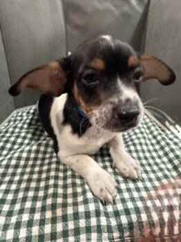 Uranus -  Mixed Breed Dog for Adoption in Pleasanton, California - Uranus | PetCurious