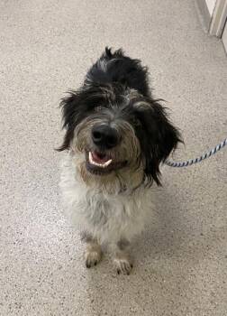 Hamilton -  German Wirehaired Pointer and Mixed Breed Dog for Adoption in Fishers, Indiana - Hamilton | PetCurious