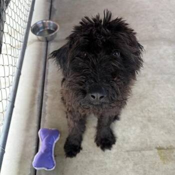 LICORICE -  Poodle Dog for Adoption in Redlands, California - LICORICE | PetCurious