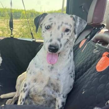 Daphne -  Dalmatian Dog for Adoption in Sonoma, California - Daphne | PetCurious