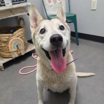 Cookie -  Shepherd and Mixed Breed Dog for Adoption in Normal, Illinois - Cookie | PetCurious