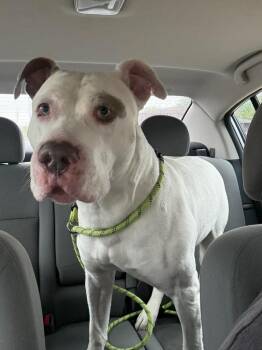 Diesel -  Pit Bull Terrier Dog Available for Adoption in Winchester, Indiana - Diesel | PetCurious