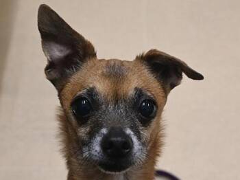 Tank -  Chihuahua Dog for Adoption in Portland, Oregon - Tank | PetCurious