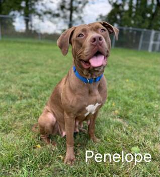 Rescue Chocolate Labrador Retriever and Boxer Dogs for Adoption in Quincy, Michigan - Penelope | PetCurious