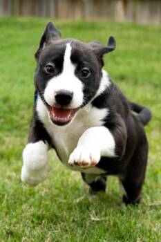 Border Collie Dogs Available for Adoption in Pflugerville, Texas - Pluto | PetCurious