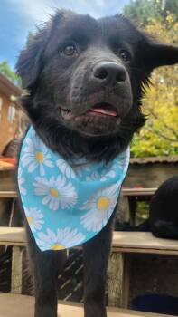 Basill -  Australian Shepherd Dog for Adoption in Salt Lake City, Utah - Basill | PetCurious