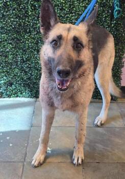 Mixed Breed Dogs Available for Adoption in El Paso, Texas - 60837321 | PetCurious