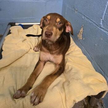 C2 -  Mixed Breed Dog for Adoption in Pulaski, Tennessee - C2 | PetCurious