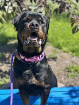 Rottweiler Dogs Available for Adoption in Cleveland, Ohio - Mazel | PetCurious