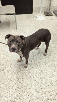 ZEELY ZOPPER -  Pit Bull Terrier and Mixed Breed Dog for Adoption in Atlanta, Georgia - ZEELY ZOPPER | PetCurious