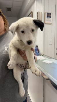 Border Collie and Mixed Breed Dogs Available for Adoption in Ontario, California - Meena | PetCurious