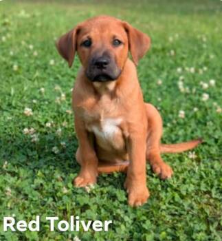 Labrador Retriever and Mountain Cur Dogs Available for Adoption in El Dorado, Arkansas - Red | PetCurious