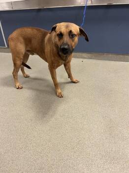 CURRY -  Black Mouth Cur Dog for Adoption in Doral, Florida - CURRY | PetCurious