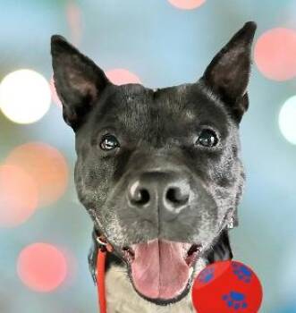 Rescue Mixed Breed Dogs for Adoption in Schaumburg, Illinois - Chester | PetCurious