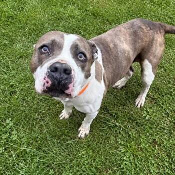 Nu Nu -  Terrier Dog for Adoption in Warren, Ohio - Nu Nu | PetCurious