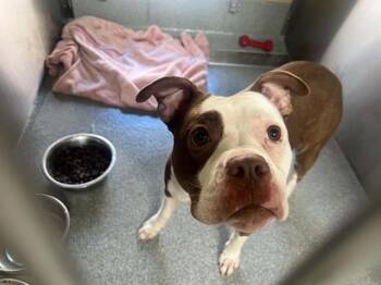 PHOEBE -  Pit Bull Terrier Dog for Adoption in Tustin, California - PHOEBE | PetCurious