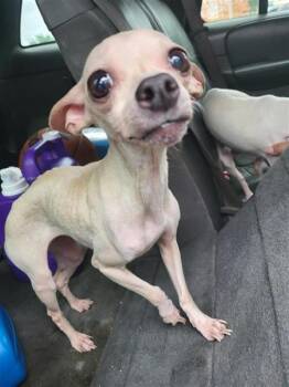 Chihuahua Dogs Available for Adoption in San Antonio, Texas - MARRANITOS | PetCurious