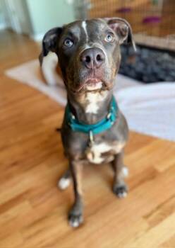 Pit Bull Terrier Dogs Available for Adoption in Denver, Colorado - Ellie | PetCurious