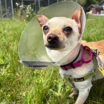 Sansa -  Chihuahua and Mixed Breed Dog for Adoption in Port Angeles, Washington - Sansa | PetCurious
