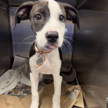 Tx4077 Donna -  Mixed Breed Dog for Adoption in Port Washington, New York - Tx4077 Donna | PetCurious