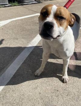 CHINA -  Mixed Breed Dog for Adoption in Dallas, Texas - CHINA | PetCurious