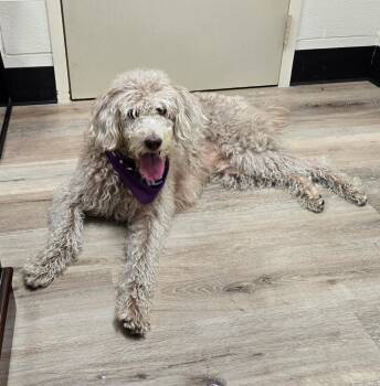 Stevie -  Labradoodle Dog for Adoption in Lexington, Kentucky - Stevie | PetCurious