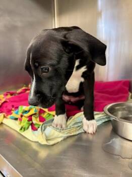 Beth -  Labrador Retriever Dog for Adoption in Austin, Texas - Beth | PetCurious