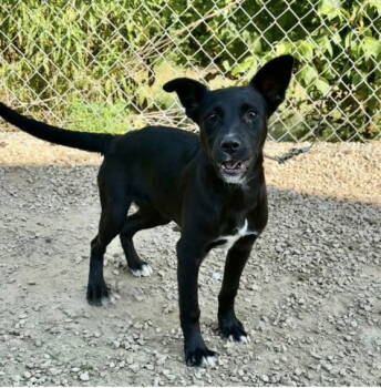 Rescue Labrador Retriever Dogs for Adoption in Crossville, Tennessee - STELLA | PetCurious