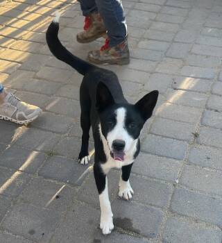 Border Collie Dogs Available for Adoption in Paso Robles, California - Clover | PetCurious