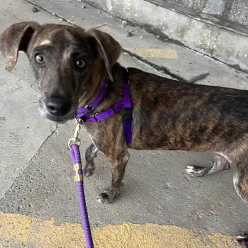 Elliot -  Mountain Cur Dog for Adoption in Chicago, Illinois - Elliot | PetCurious