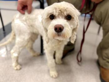 BUTTER -  Poodle and Mixed Breed Dog for Adoption in Santa Rosa, California - BUTTER | PetCurious