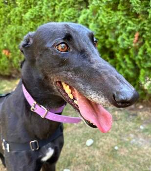 Muffin -  Greyhound Dog for Adoption in Hopkinton, Massachusetts - Muffin | PetCurious