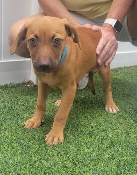 Isabella Pup - Naia -  Mixed Breed Dog Available for Adoption in Pompano Beach, Florida - Isabella Pup - Naia | PetCurious