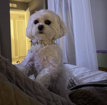 Coco -  Maltese and Shih Tzu Dog for Adoption in Detroit, Michigan - Coco | PetCurious