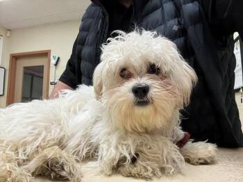 Maltese Dogs Available for Adoption in Springfield, Massachusetts - JOE | PetCurious