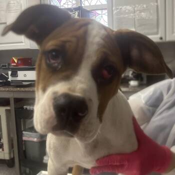 Quest -  English Bulldog and Mixed Breed Dog for Adoption in Greenville, South Carolina - Quest | PetCurious
