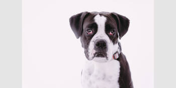 Rescue Boxer Dogs for Adoption in Hewitt, Texas - Fiona | PetCurious