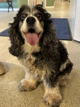 Rescue English Cocker Spaniel and Mixed Breed Dogs for Adoption in Harbor Springs, Michigan - Pandora | PetCurious