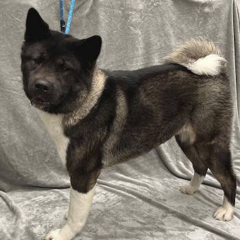 Kuma -  Akita Dog for Adoption in Pleasantville, New Jersey - Kuma | PetCurious