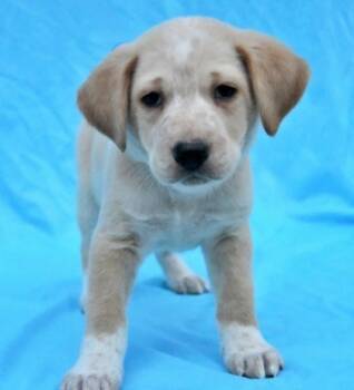 Rescue Australian Shepherd and Golden Retriever Dogs for Adoption in Morton Grove, Illinois - Hannah | PetCurious