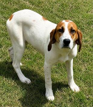 Mixed Breed Dogs Available for Adoption in Shelburne, Vermont - Dolly | PetCurious