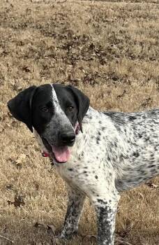 Australian Cattle Dog Blue Heeler and German Shorthaired Pointer Dogs Available for Adoption - Betsy | PetCurious