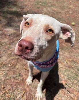 Elena -  Labrador Retriever and Pointer Dog for Adoption in Little Rock, Arkansas - Elena | PetCurious