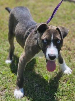Husky Dogs Available for Adoption in Morrilton, Arkansas - Twister | PetCurious