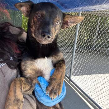Mixed Breed Dogs Available for Adoption in Columbiana, Alabama - Lisa | PetCurious