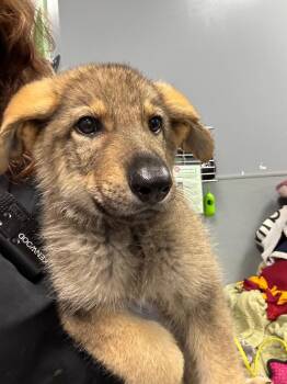 Diddly Squat -  Shepherd Dog for Adoption in Bloomington, Indiana - Diddly Squat | PetCurious