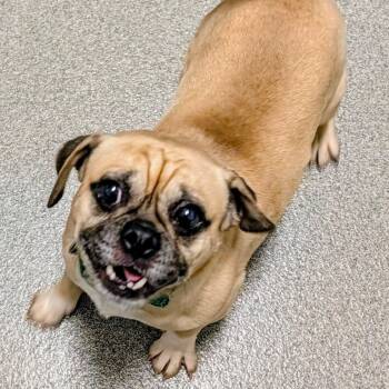 Mango -  Pug Dog for Adoption in New Philadelphia, Ohio - Mango | PetCurious
