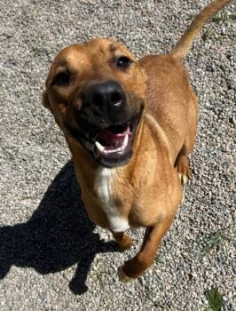 Rescue Shepherd Dogs for Adoption - DAISY | PetCurious